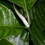 Psychotria panamensis Magamba