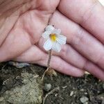 Orobanche uniflora Кветка
