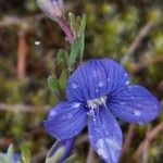 Veronica fruticans Floare