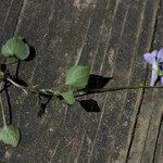 Viola × bavarica Blad