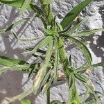 Erigeron bonariensis Blad