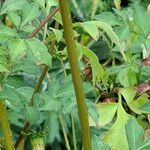 Dahlia merckii Bark