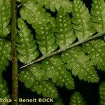 Dryopteris remota Hoja