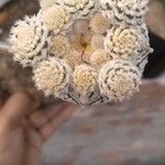 Astrophytum asterias Frunză