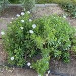 Leucanthemum maximum Blomst