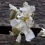 Cerastium tomentosum Flor
