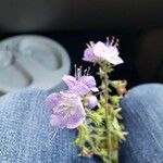 Phacelia bipinnatifida Flor