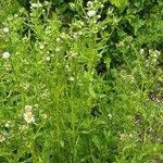 Erigeron annuus ശീലം