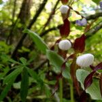 Cypripedium montanum Elinympäristö