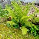 Athyrium filix-femina Blad