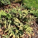 Dryopteris sieboldii Habit