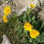 Doronicum grandiflorum Habit