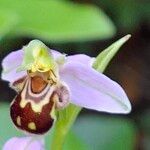 Ophrys apifera Fula