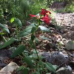 Stachys coccinea Habitat