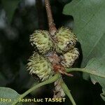 Quercus castaneifolia Fruit