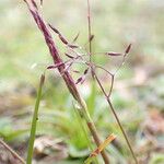 Agrostis pilosula Habit