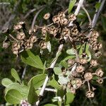 Ceanothus cuneatus Habitus