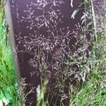 Agrostis canina Blomst