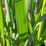 Avena sativa Blad