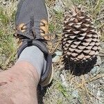 Pinus jeffreyi Fruit