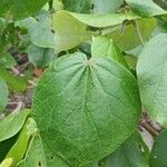 Talipariti tiliaceum Leaf
