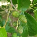 Alnus subcordata Fruitua