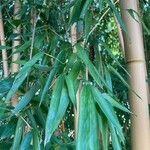 Phyllostachys aureosulcata Blatt