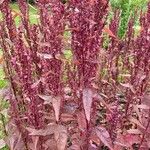 Atriplex hortensisLorea