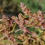 Cuscuta monogyna Fruto