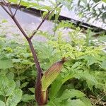 Angelica atropurpurea Hoja