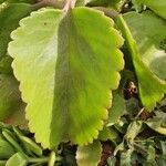 Kalanchoe densiflora Leaf