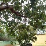 Terminalia argentea Συνήθη χαρακτηριστικά