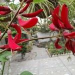 Erythrina herbacea Квітка