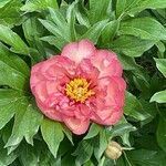 Paeonia masculaപുഷ്പം