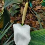 Spathiphyllum cannifoliumFlower