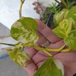 Epipremnum aureum Hoja