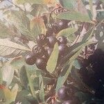 Aronia × prunifolia Meyve