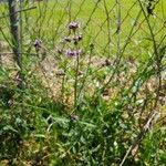 Verbena brasiliensisBlüte