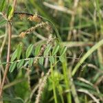 Vicia segetalis Máis