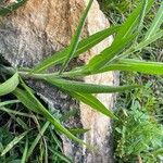 Centaurea triumfettii পাতা