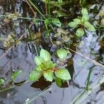 Ludwigia palustris Ліст