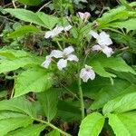 Cardamine heptaphylla Квітка