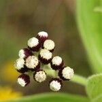 Psiadia anchusifolia Flower