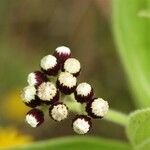 Psiadia anchusifolia Flor