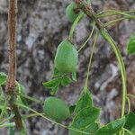 Sclerocarya birrea Плод