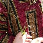 Carex panicea Агульны выгляд