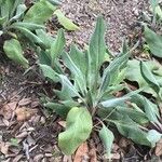 Cynoglossum creticum Leaf