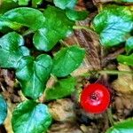 Geophila repens Fruit