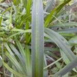 Scirpus atrovirens Liść