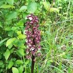 Orchis purpureaफूल